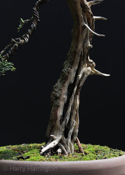 Chinese Juniper Bonsai